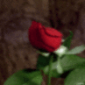 ~FOR YOU~