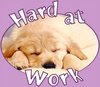 &quot;Hard at work&quot;