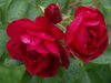 Wild Red Roses