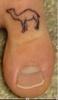 camel toe