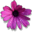 African Daisy