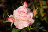 A pink Rose