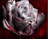 blood rose