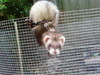 a rummage with my ferret :)