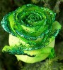 a green rose