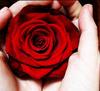 rose in my hand