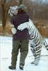 Tiger Sized HUGG