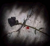 **Roses of Darkness***
