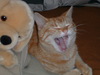 Cat laughs