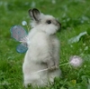 Magic Wish Bunny *♫*