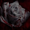 a bloody rose