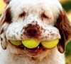 Tennis Ball lovin' Dog