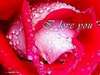 a rose for u