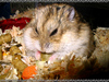 Munching Hamster Cuteness