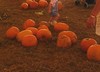 finding the right pumpkin