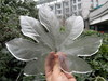 Ice Leaf 2