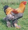 hey pet come stroke my cock