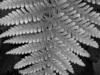 a photo of a fern frond