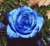 ~Blue Rose of My Forever Love~