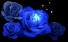 glowing blue rose