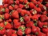 Fraser River Valley Strawberries