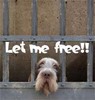 Let me Free!!!