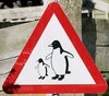 Penguins On The School Run! 