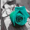 colour changing rose
