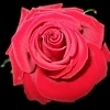 Red Rose