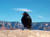 Grand Canyon Raven