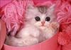 cute cat