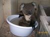 a koala bath