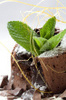 chocolate lava cake! :)