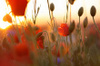a field of poppies at sunrise!