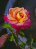 A Granada Rose