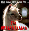 the drama llama strikes again!! 
