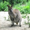an attack wallaby