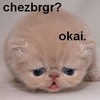 sad lolcat