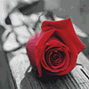 A special rose for you ...