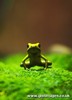 A Cute Golden Poison Dart Frog