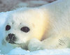 Baby Seal