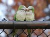 Birdie Love