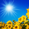 Sunshine and sunflowers~☼