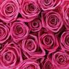 Pink Roses