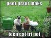Peer Prsur Maks Teen Cat Tri Pot