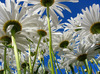 ♥ Daisies for you ♥
