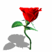 a dancing rose