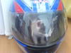 kitten in a helmet