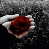 a bloody rose