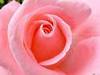 pink rose